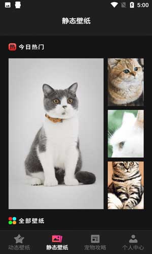 猫咪壁纸安卓版下载app